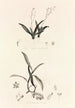 Collectanea botanica Pl39 - John Lindley — widok dzieła