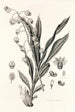 Collectanea botanica Pl40 - John Lindley — widok dzieła