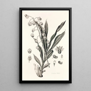 John Lindley - Collectanea botanica Pl40.webp