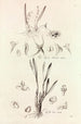 Collectanea botanica Pl41 - John Lindley — widok dzieła