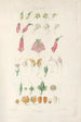 Digitalium monographia Pl01 - John Lindley — widok dzieła