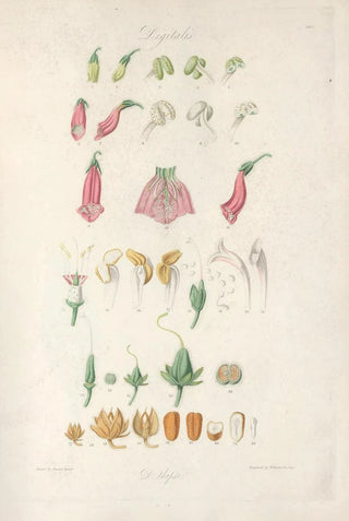 John Lindley - Digitalium monographia Pl01.webp