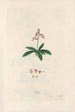 Digitalium monographia Pl06 - John Lindley — widok dzieła