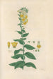 Digitalium monographia Pl07 - John Lindley — widok dzieła