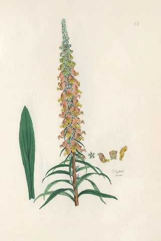 John Lindley - Digitalium monographia Pl13.webp