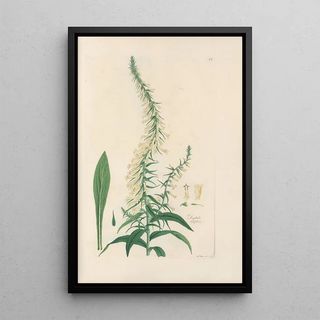 John Lindley - Digitalium monographia Pl22.webp