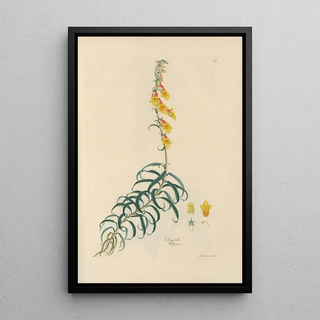 John Lindley - Digitalium monographia Pl26.webp