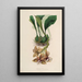 Sertum orchidaceum - Najpiękniejsza korona kwiatów orchidei Pl01 - John Lindley — oprawiony obraz na ścianie