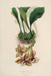 Sertum orchidaceum - Najpiękniejsza korona kwiatów orchidei Pl01 - John Lindley — widok dzieła