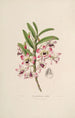 Sertum orchidaceum. Najpiękniejsza korona kwiatów orchidei Pl03 - John Lindley — widok dzieła
