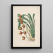 Sertum orchidaceum - Najpiękniejsza korona kwiatów orchidei Pl04 - John Lindley — oprawiony obraz na ścianie