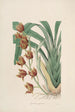 Sertum orchidaceum - Najpiękniejsza korona kwiatów orchidei Pl04 - John Lindley — widok dzieła