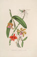 Sertum orchidaceum. Korona jednych z najpiękniejszych kwiatów orchidei Pl05 - John Lindley — widok dzieła