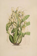 Sertum orchidaceum - Najpiękniejsza korona kwiatów orchidei Pl06 - John Lindley — widok dzieła