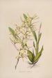 Sertum orchidaceum - Najpiękniejsza korona kwiatów orchidei Pl07 - John Lindley — widok dzieła