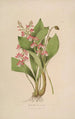 Sertum orchidaceum - Najpiękniejsza korona kwiatów orchidei Pl09 - John Lindley — widok dzieła