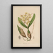 Sertum orchidaceum - Najpiękniejsza korona kwiatów orchidei Pl10 - John Lindley — oprawiony obraz na ścianie