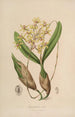 Sertum orchidaceum - Najpiękniejsza korona kwiatów orchidei Pl10 - John Lindley — widok dzieła