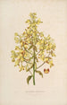 Sertum orchidaceum - Najpiękniejsza korona kwiatów orchidei Pl12 - John Lindley — widok dzieła