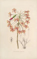Sertum orchidaceum - Najpiękniejsza korona kwiatów orchidei Pl13 - John Lindley — widok dzieła