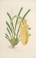 Sertum orchidaceum. Najpiękniejsza korona kwiatów orchidei. Pl14 - John Lindley — widok dzieła