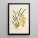 Sertum orchidaceum. Najpiękniejsza korona kwiatów orchidei. Pl14 - John Lindley — oprawiony obraz na ścianie