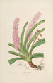 Sertum orchidaceum. Najpiękniejsza korona kwiatów orchidei. Pl15 - John Lindley — widok dzieła