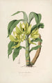 Sertum orchidaceum - Najpiękniejsza korona kwiatów orchidei Pl16 - John Lindley — widok dzieła