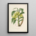 Sertum orchidaceum - Najpiękniejsza korona kwiatów orchidei Pl16 - John Lindley — oprawiony obraz na ścianie