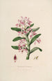 Sertum orchidaceum. Najpiękniejsza korona kwiatów orchidei. Pl18 - John Lindley — widok dzieła