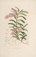 Sertum orchidaceum - Najpiękniejsza korona kwiatów orchidei Pl19 - John Lindley — widok dzieła