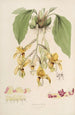 Sertum orchidaceum. Korona jednych z najpiękniejszych kwiatów orchidei Pl20 - John Lindley — widok dzieła