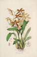 Sertum orchidaceum. Korona jednych z najpiękniejszych kwiatów orchidei Pl21 - John Lindley — widok dzieła