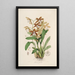 Sertum orchidaceum. Korona jednych z najpiękniejszych kwiatów orchidei Pl21 - John Lindley — oprawiony obraz na ścianie
