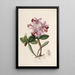 Sertum orchidaceum - Najpiękniejsza korona kwiatów orchidei Pl22 - John Lindley — oprawiony obraz na ścianie