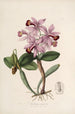 Sertum orchidaceum - Najpiękniejsza korona kwiatów orchidei Pl22 - John Lindley — widok dzieła