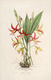 Sertum orchidaceum. Najpiękniejsza korona kwiatów orchidei Pl23 - John Lindley — widok dzieła