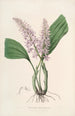 Sertum orchidaceum - Najpiękniejsza korona kwiatów orchidei Pl24 - John Lindley — widok dzieła
