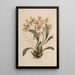 Sertum orchidaceum - Najpiękniejsza korona kwiatów orchidei Pl25 - John Lindley — oprawiony obraz na ścianie