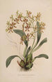 Sertum orchidaceum - Najpiękniejsza korona kwiatów orchidei Pl25 - John Lindley — widok dzieła