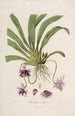 Sertum orchidaceum - Najpiękniejsza korona kwiatów orchidei Pl26 - John Lindley — widok dzieła