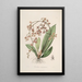 Sertum orchidaceum. Najpiękniejsza korona kwiatów orchidei. Pl27 - John Lindley — oprawiony obraz na ścianie
