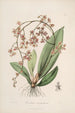 Sertum orchidaceum. Najpiękniejsza korona kwiatów orchidei. Pl27 - John Lindley — widok dzieła