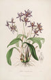 Sertum orchidaceum. Najpiękniejsza korona kwiatów orchidei Pl28 - John Lindley — widok dzieła