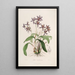 Sertum orchidaceum. Najpiękniejsza korona kwiatów orchidei Pl28 - John Lindley — oprawiony obraz na ścianie