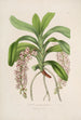 Sertum orchidaceum - Najpiękniejsza korona kwiatów orchidei Pl30 - John Lindley — widok dzieła