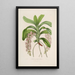 Sertum orchidaceum - Najpiękniejsza korona kwiatów orchidei Pl30 - John Lindley — oprawiony obraz na ścianie