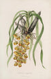 Sertum orchidaceum - Najpiękniejsza korona kwiatów orchidei Pl31 - John Lindley — widok dzieła
