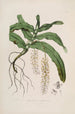 Sertum orchidaceum - Najpiękniejsza korona kwiatów orchidei Pl32 - John Lindley — widok dzieła