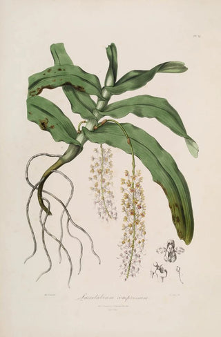 John Lindley - Sertum orchidaceum A wreath of the most beautiful orchidaceous flowers Pl32.webp
